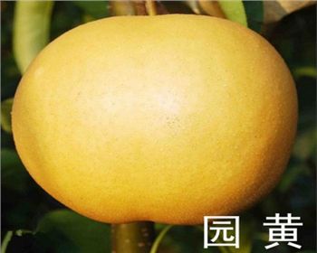 河南梨樹(shù)苗[園黃梨]